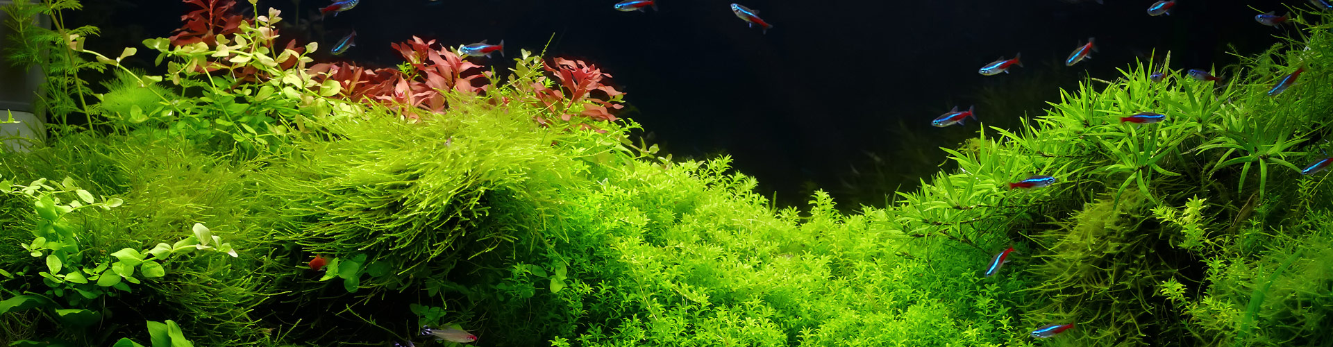 Expert conseil en aquariophilie H²O Design inc.