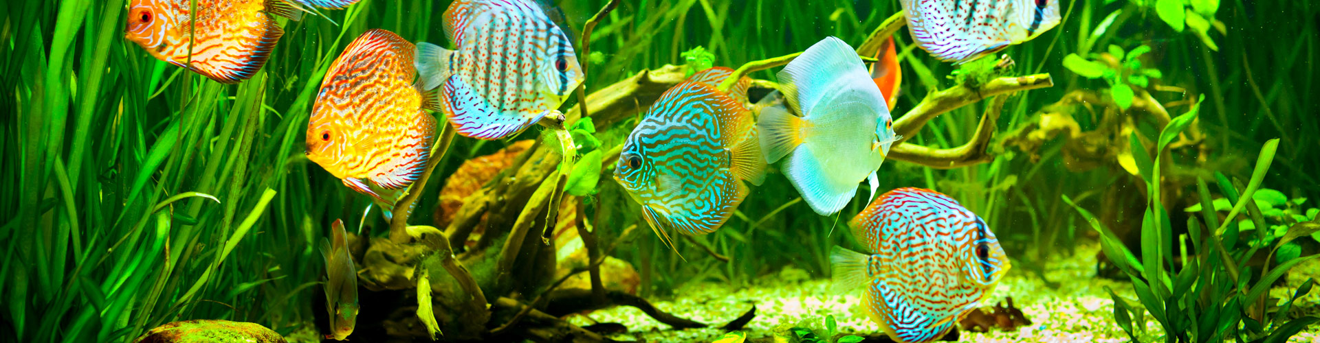 Entretien professionnel H²O Design inc.